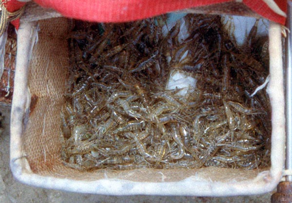 Camarón, camarón de corral, camarón rayadillo - Palaemon elegans - Corrales de Rota - 2001 (Foto: A. M. Arias)