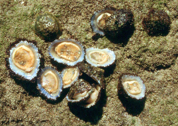 Lapa - Patella caerulea - Corrales de Rota - 2001 (Foto: A. M. Arias)