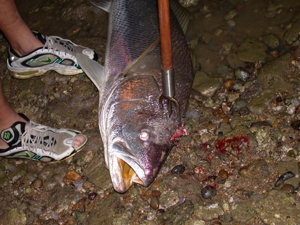 Corvina, pardilleja - Argyrosomus regius  - Corrales de Rota - 2002 (Foto: A. M. Arias)