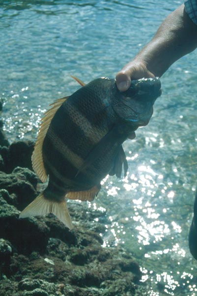 Urta holandesa, urta negra, sargo burgo, urta cagalona - Diplodus cervinus cervinus - Corrales de Rota - 2001 (Foto: A. M. Arias)