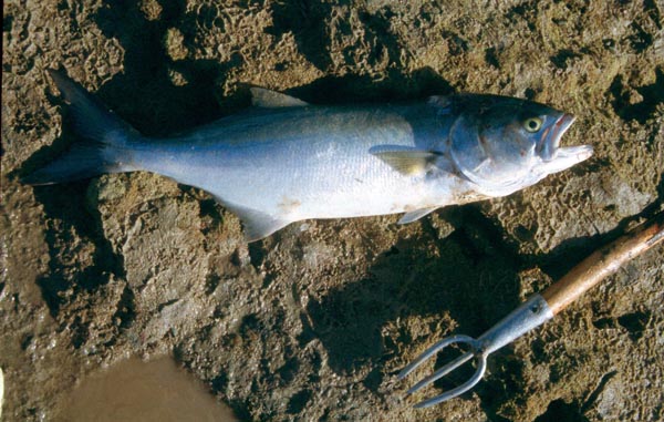 Anchova, chova, anchoa - Pomatomus saltatrix - Corrales de Rota - 2001 (Foto: A. M. Arias)